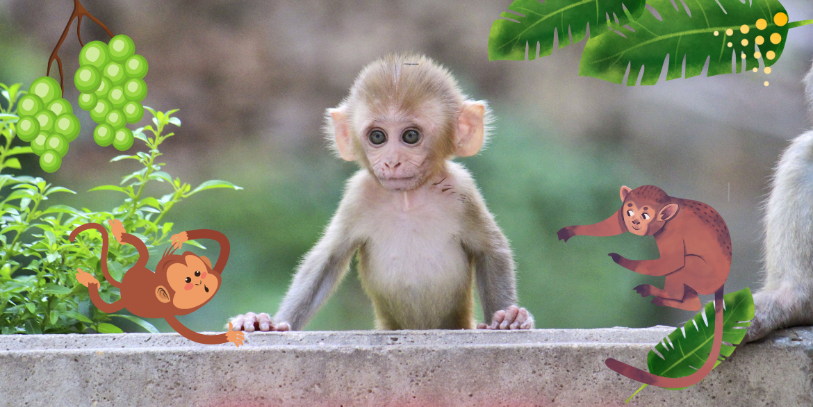 Managing Monkey Business Through Interventions